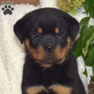Moose, Rottweiler Puppy