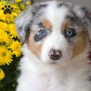 Moose, Australian Shepherd Puppy