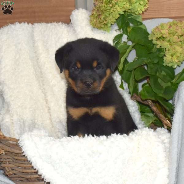 Motor, Rottweiler Puppy