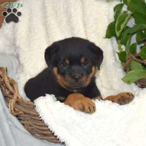 Motor, Rottweiler Puppy