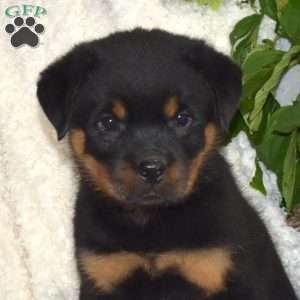 Motor, Rottweiler Puppy