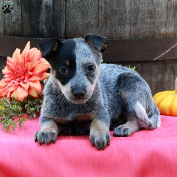 Moxie, Blue Heeler – Australian Cattle Dog Puppy