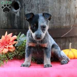 Moxie, Blue Heeler – Australian Cattle Dog Puppy