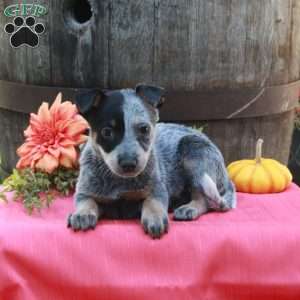 Moxie, Blue Heeler – Australian Cattle Dog Puppy