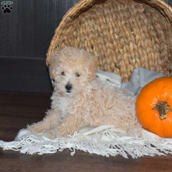 Muffin, Bich-Poo Puppy