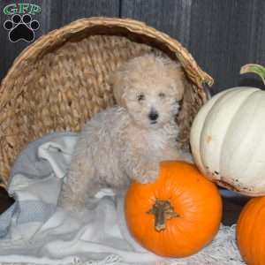 Muffin, Bich-Poo Puppy