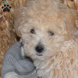 Muffin, Bich-Poo Puppy