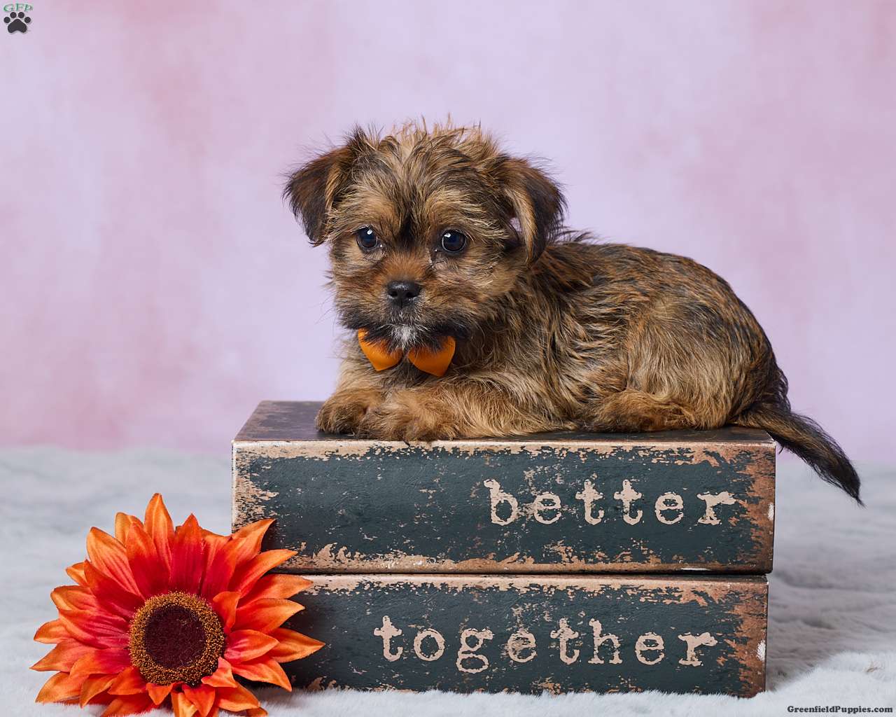 Murphy, Shorkie