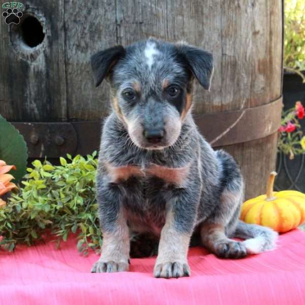 Murphy, Blue Heeler – Australian Cattle Dog Puppy