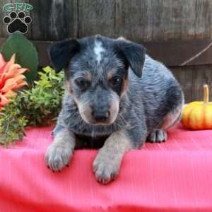 Murphy, Blue Heeler – Australian Cattle Dog Puppy