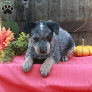 Murphy, Blue Heeler – Australian Cattle Dog Puppy