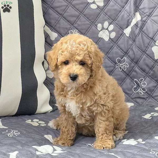 Nacho, Bich-Poo Puppy