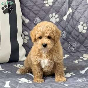 Nacho, Bich-Poo Puppy