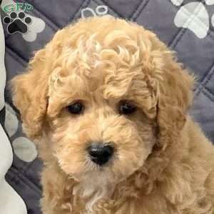Nacho, Bich-Poo Puppy