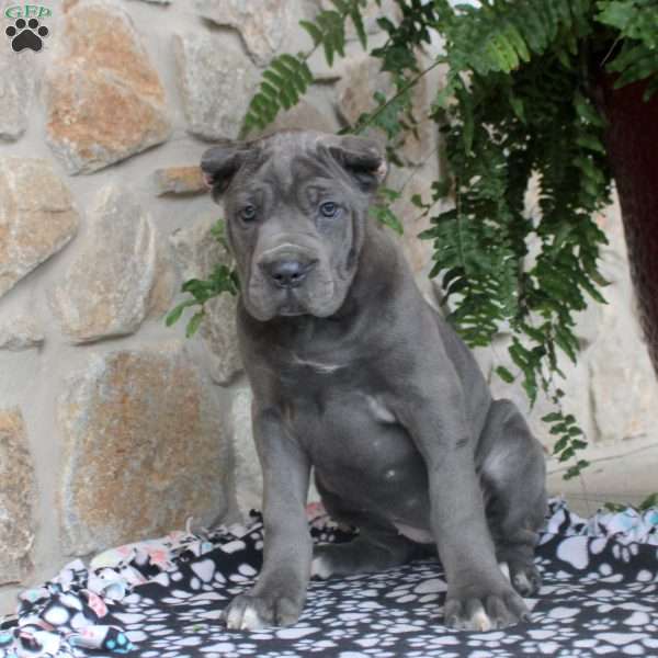 Nadia, Cane Corso Puppy