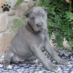 Nadia, Cane Corso Puppy