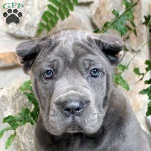 Nadia, Cane Corso Puppy