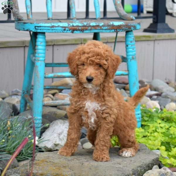Nala, Miniature Poodle Puppy