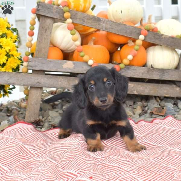 Nala – Mini, Dachshund Puppy