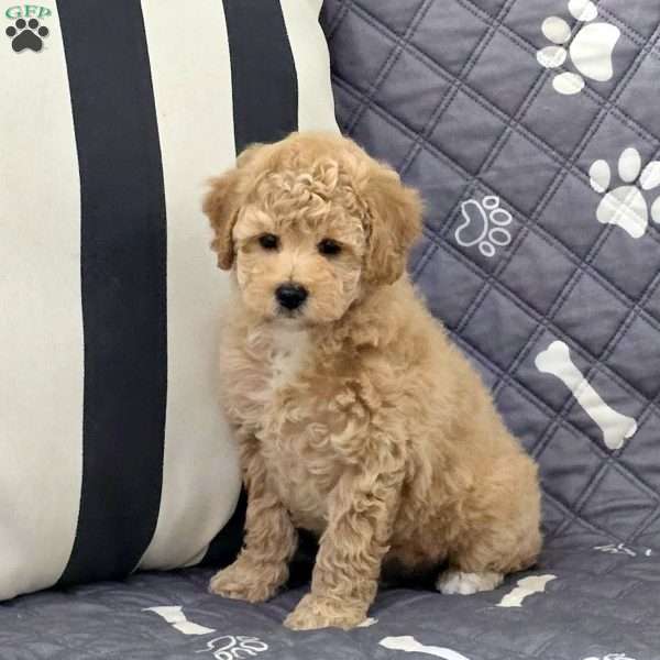Nala, Bich-Poo Puppy
