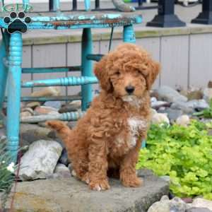 Nala, Miniature Poodle Puppy