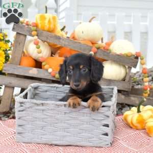 Nala – Mini, Dachshund Puppy
