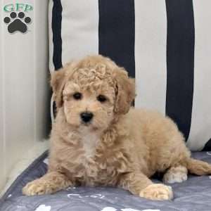 Nala, Bich-Poo Puppy