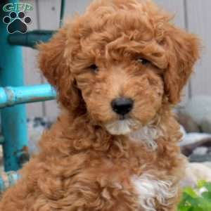 Nala, Miniature Poodle Puppy