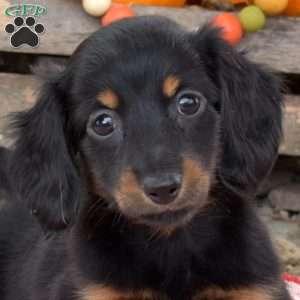 Nala – Mini, Dachshund Puppy