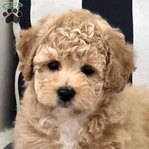 Nala, Bich-Poo Puppy