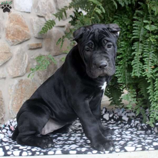 Naomi, Cane Corso Puppy