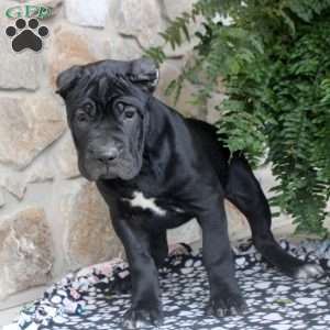 Naomi, Cane Corso Puppy