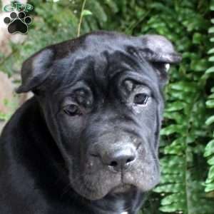 Naomi, Cane Corso Puppy