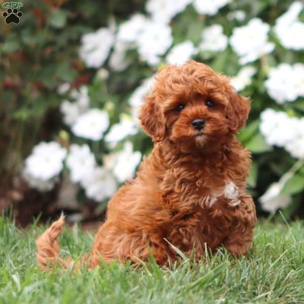 Naomi, Cavapoo Puppy