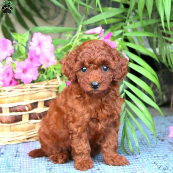 Naomi, Toy Poodle Puppy