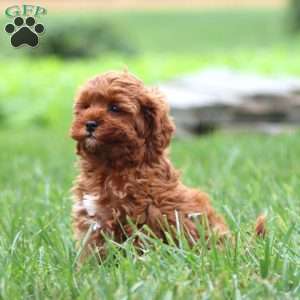 Naomi, Cavapoo Puppy