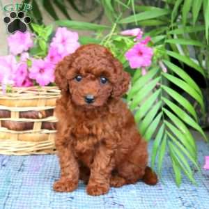 Naomi, Toy Poodle Puppy