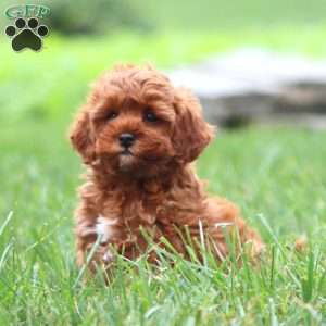 Naomi, Cavapoo Puppy