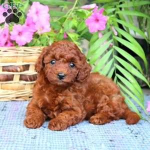 Naomi, Toy Poodle Puppy