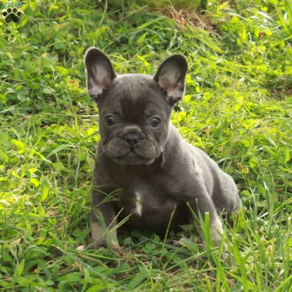 Ned, French Bulldog Puppy
