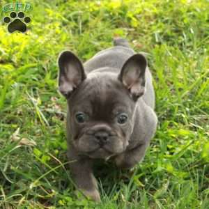 Ned, French Bulldog Puppy