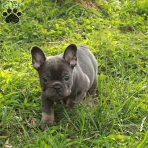 Ned, French Bulldog Puppy