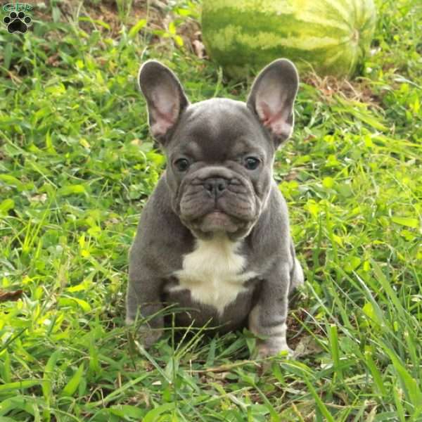 Nellie, French Bulldog Puppy