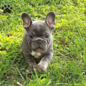 Nellie, French Bulldog Puppy