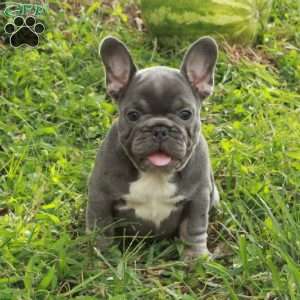 Nellie, French Bulldog Puppy