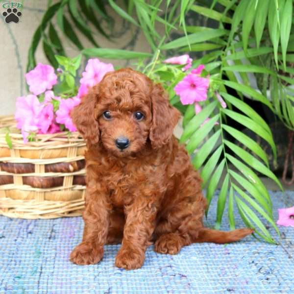 Nicky, Toy Poodle Puppy