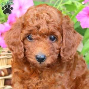 Nicky, Toy Poodle Puppy