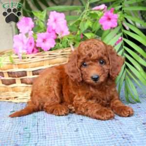 Nicky, Toy Poodle Puppy