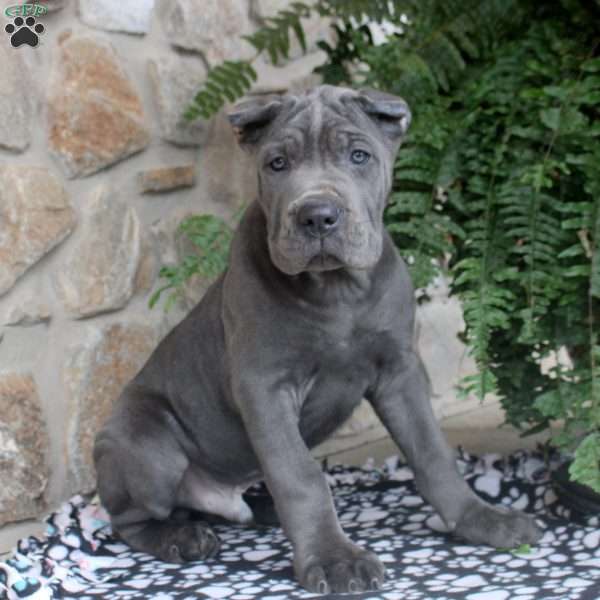 Nico, Cane Corso Puppy