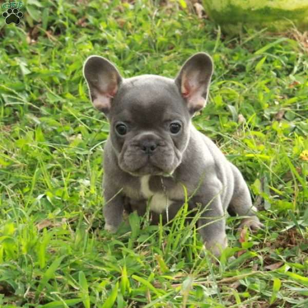 Nico, French Bulldog Puppy
